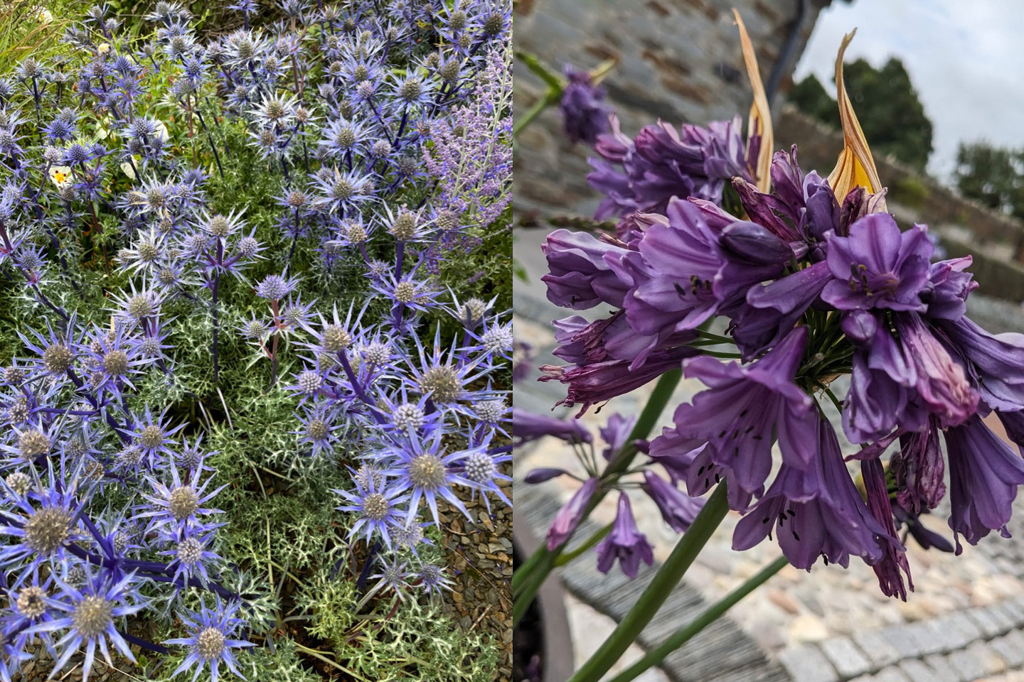 Flower planting and gardening in Padstow and Polzeath